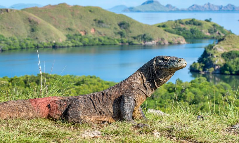 Ini Dia Keunikan Komodo Trip yang Tidak Akan Kamu Temukan di Tempat Lain!