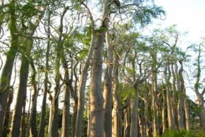 Inilah Cara Merawat Pohon Moringa dan Tips Memilih Supplier Terpercaya