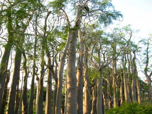 Inilah Cara Merawat Pohon Moringa dan Tips Memilih Supplier Terpercaya